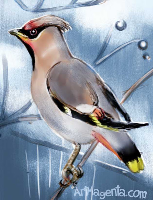 Bohemian Waxwing by ArtMagenta.com