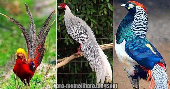 Nama Burung Warna Hitam / Gambar burung hantu, burung