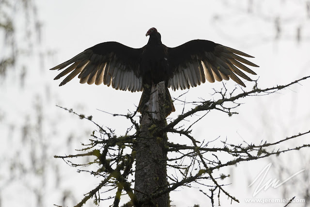 photographie, jeremie leblond-fontaine, kayak, parc national de la mauricie, faune sauvage, oiseaux, animaux, quebec, canada, huards, orignaux, urubus à tête rouge