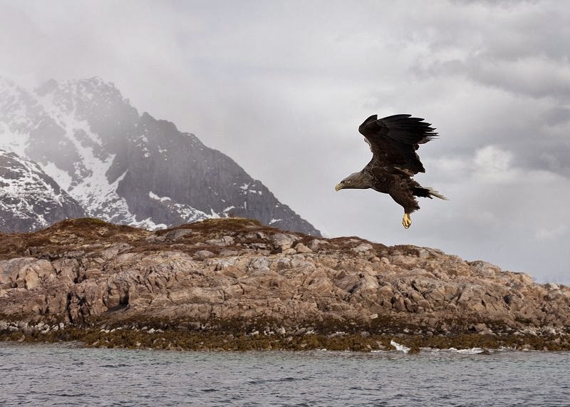 Safari All Aquila Di Mare Alle Isole Lofoten Con Finale A Sorpresa Girovagate Idee Di Viaggio