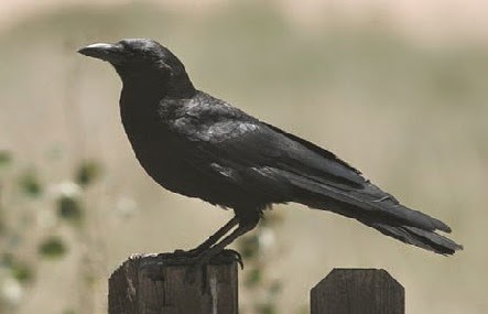  Burung ini berbulu hitam dan mereka merupakan burung pengicau yang masuk dalam marga C Burung Gagak pengicau