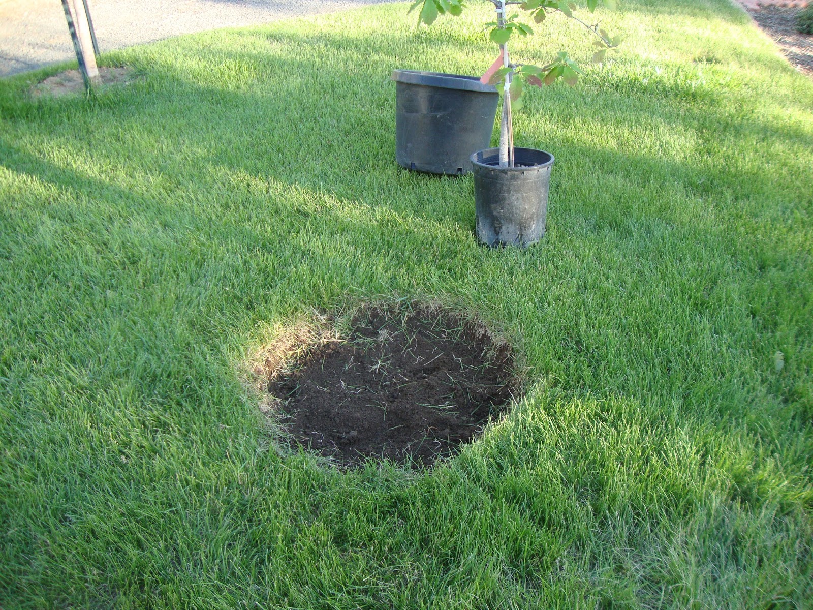 COHorts After Care of Your Grafted Apple Tree