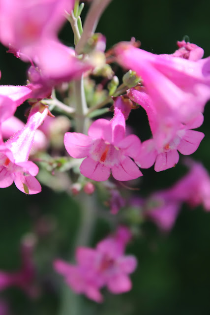 A close-up image of Parry's Penstemon blossoms