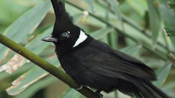 Download Mp3 Suara Burung Cililin Durasi Panjang Ngerol Cocok