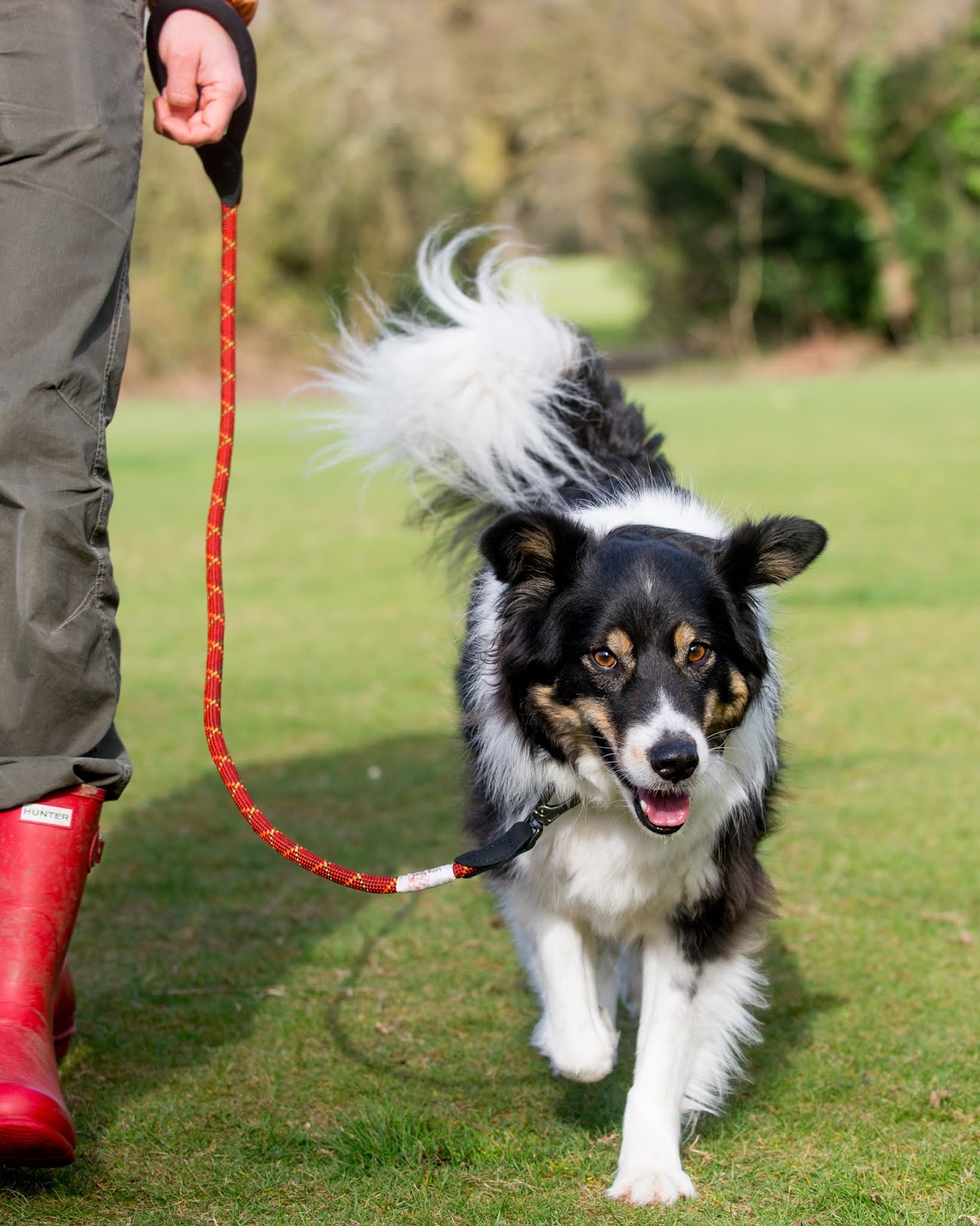 How Do I Train My Dog To Walk Slowly