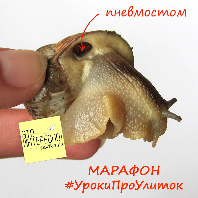 Изучаем улиток.Занятия для детей по биологии
