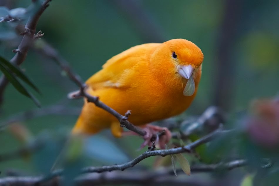 Canary_Bird_by_secondclaw-min.jpg
