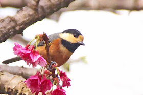 Poecile varius, bird, Varied Tit, cherry blossoms