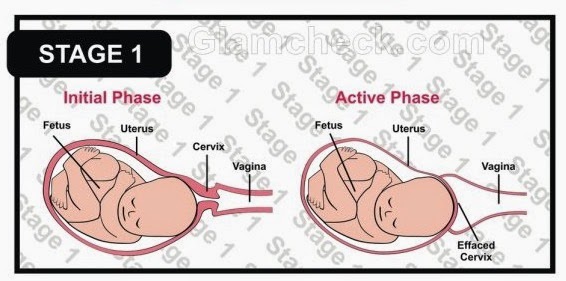 118 Process Of Birth Biology Notes For Igcse 2014