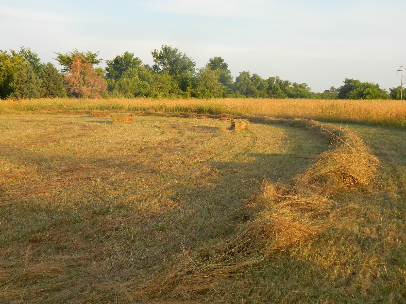 Rashel's Run: Haying time on the farm