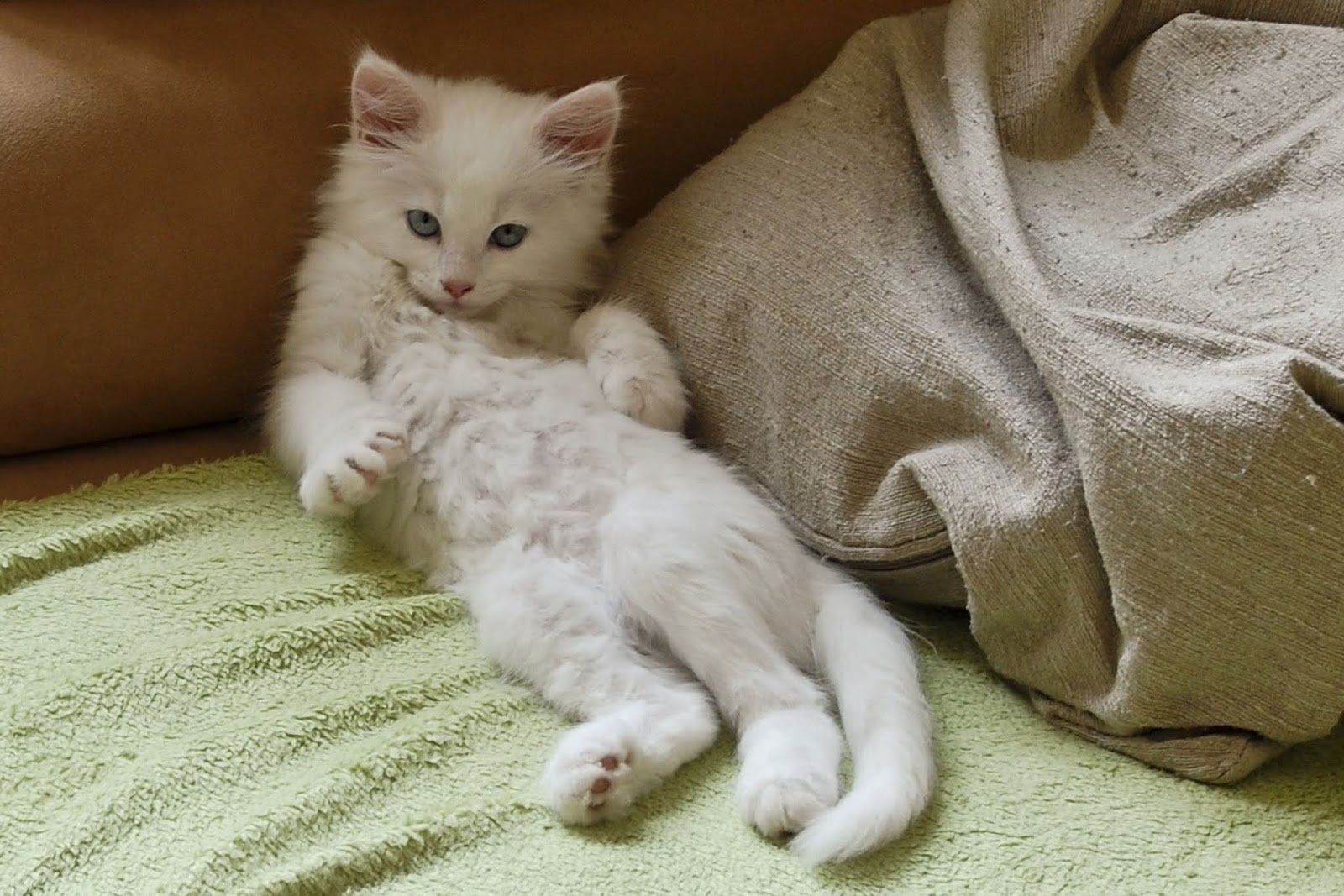 Скромный котик