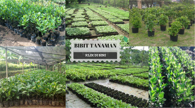 Jual Tanaman Hias Kembang Sepatu Di Sidoarjo | jual ...