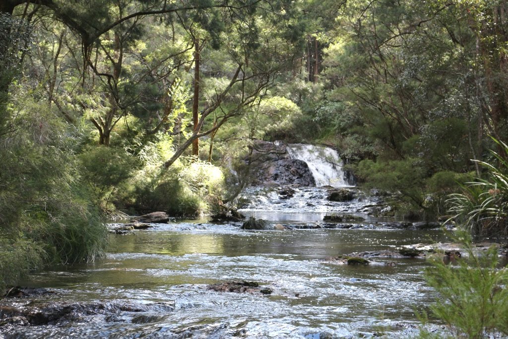 National Park Odyssey Boggy Creek Walk, Whian Whian Conservation Area