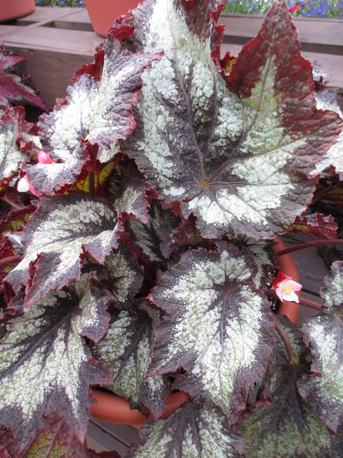 Jurassic Rex Begonias Rotary Botanical Gardens