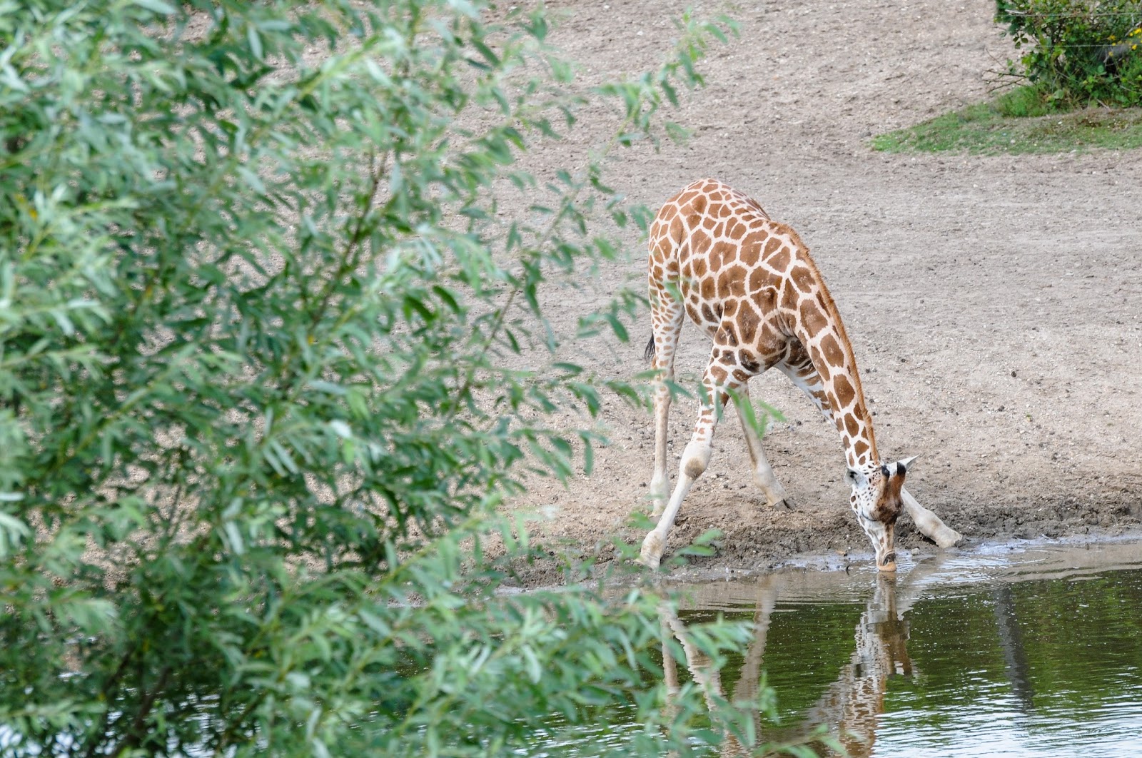 A giraffe spreads legs to drink water. A giraffe spreads legs to drink water.