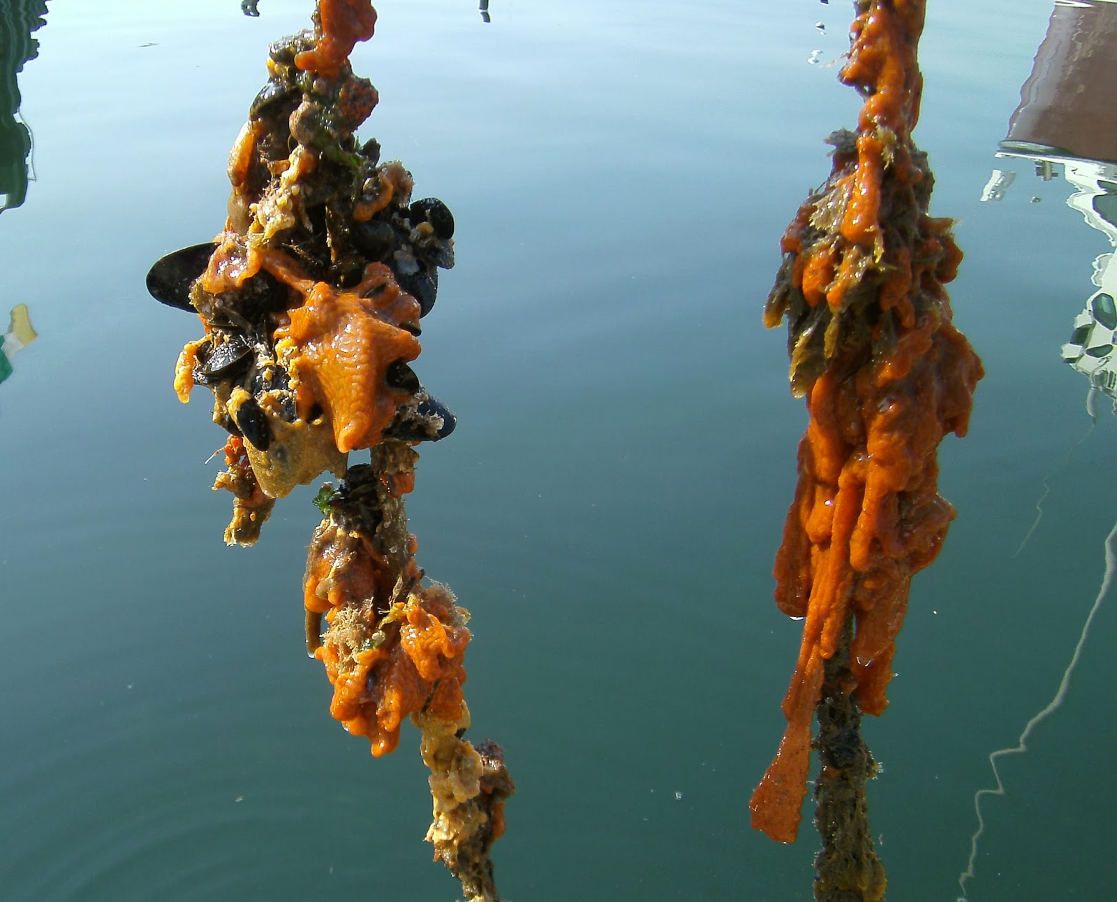 Harbor Watch Floating Dock Mussel Beds