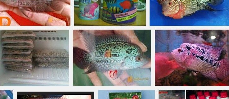 Makanan Terbaik Ikan Louhan Biar Cepat Besar, Merah, dan Jenong