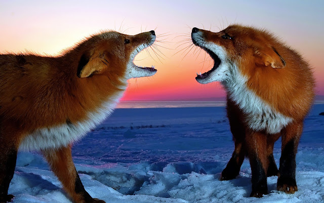 Wallpaper of red foxes in the arctic