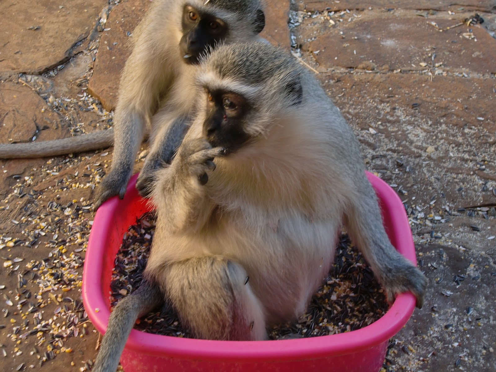 Free Monkeys Free Monkey Sanctuary How it started.