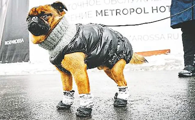 Un perro usa zapatos en Rusia para hielo