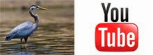 Audubon TERN On-Line Videos