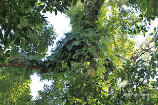 pohon tua padomasan batang