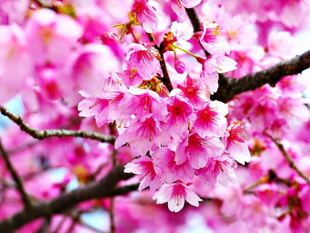 20 Gambar Bunga Sakura Jepang Tercantik Terindah Si Gambar