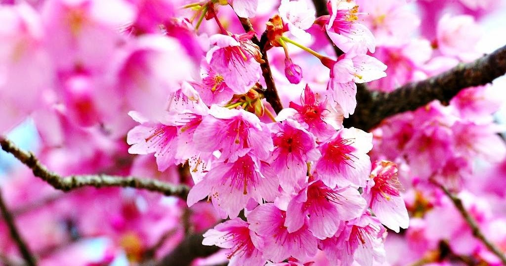 Gambar Bunga Sakura Untuk Wallpaper Gudang Wallpaper