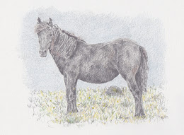 Dark Bay Dartmoor Pony July 2012