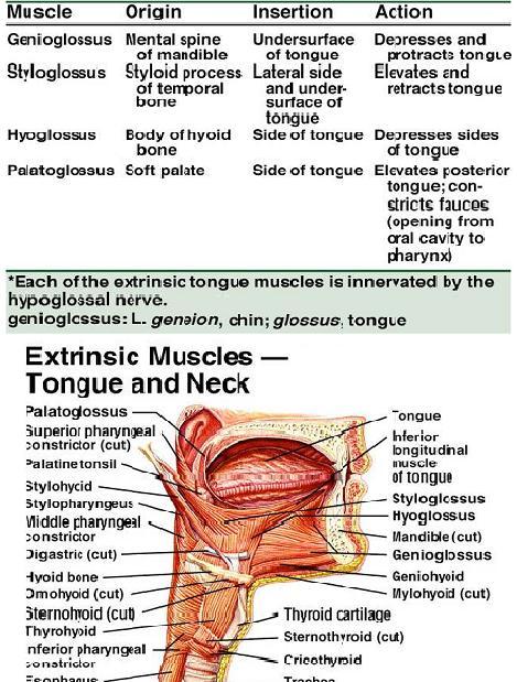 Dentistry lectures for MFDS/MJDF/NBDE/ORE: Lecture Notes ... diagram of tongue muscles 
