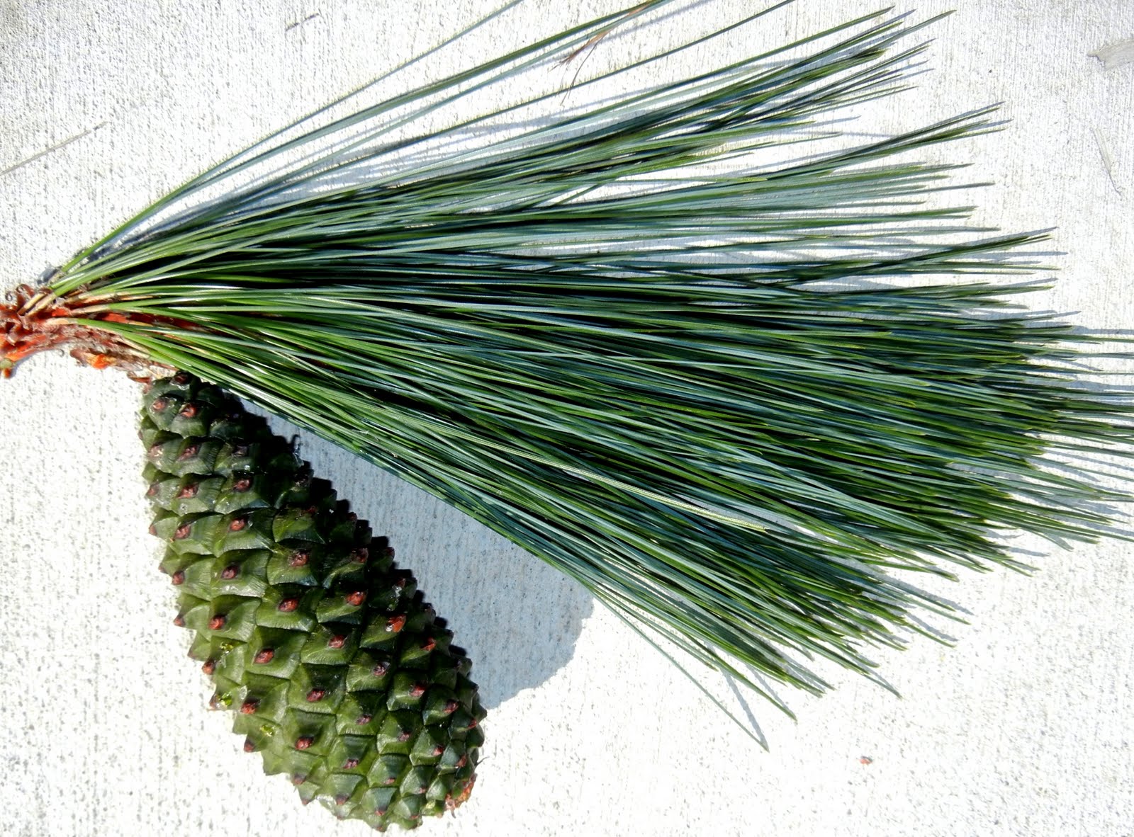 A photo, A thought............ Plant Pine pollens, needles and cones