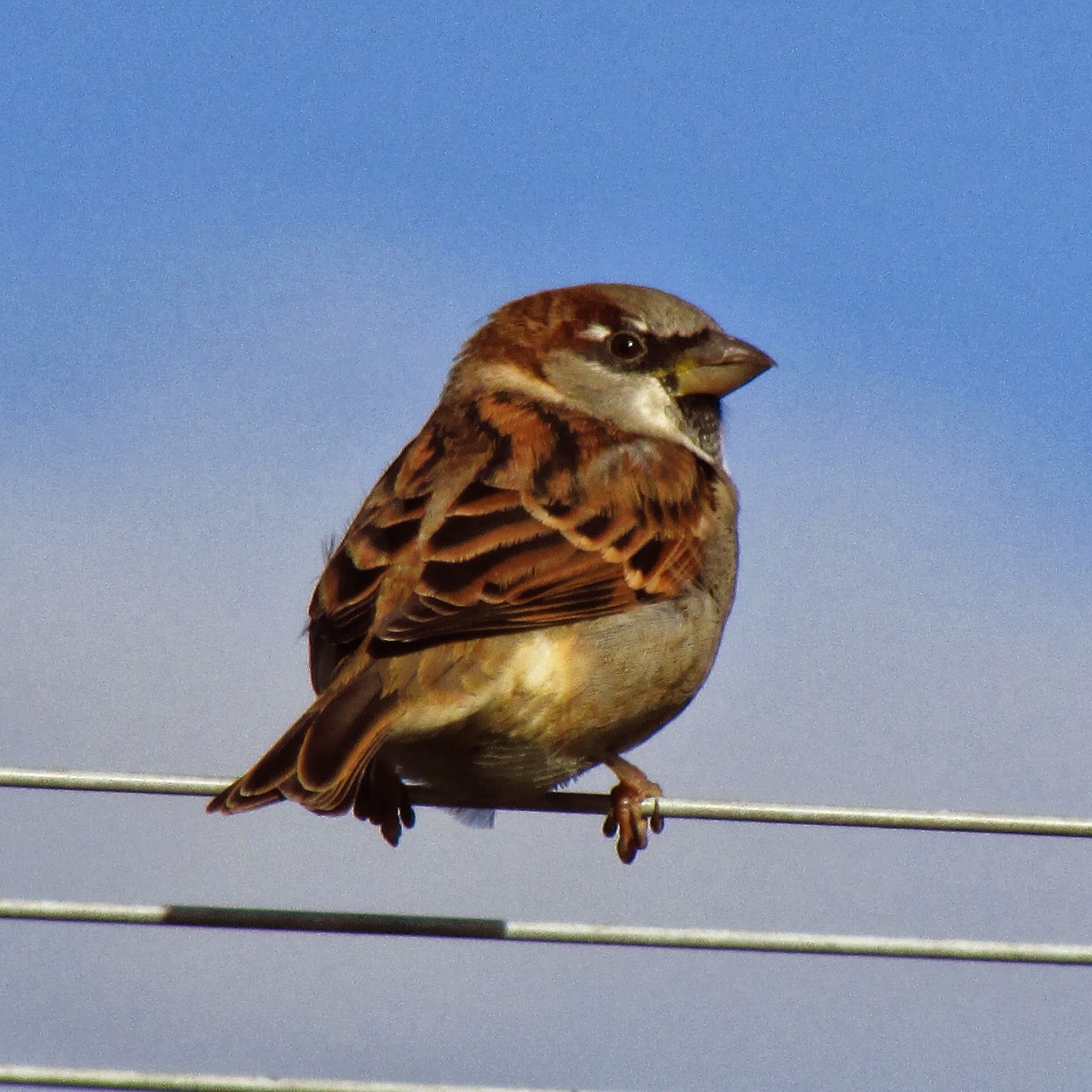 The Rattling Crow: House Sparrow
