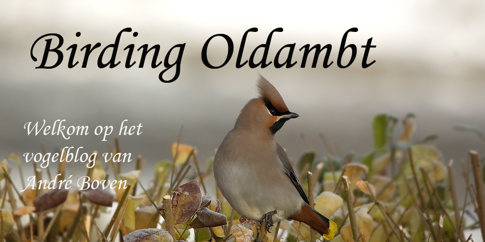 Birding Oldambt