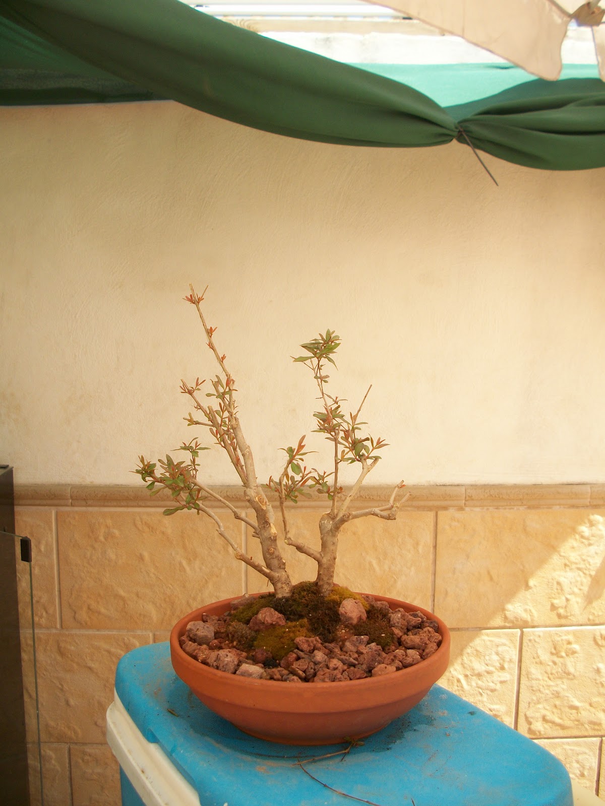 MUNDO BONSAI