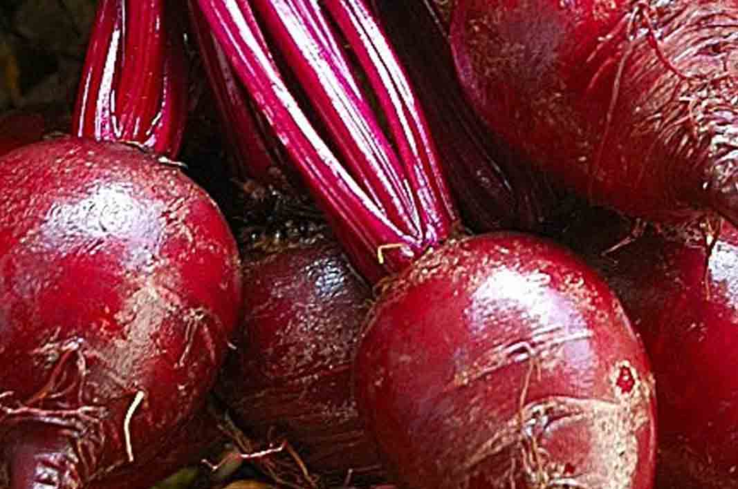 Many Benefits of Beet Fruit For Health kidbrooke