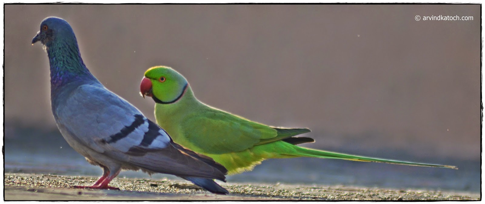 Roseringed (Indian) Parakeet (Parrot) Pictures and Detail (Psittacula