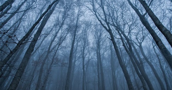Το «καταραμένο» δάσος της Τρανσυλβανίας Το «καταραμένο» δάσος της Τρανσυλβανίας