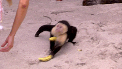 001-funny-animal-gifs-monkey-steals-bananas.gif