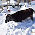 Ιωάννινα:Αγελάδα έμεινε αβοήθητη στα χιόνια ...στο Βραδέτο Κινητοποίηση της Tsopana Save 