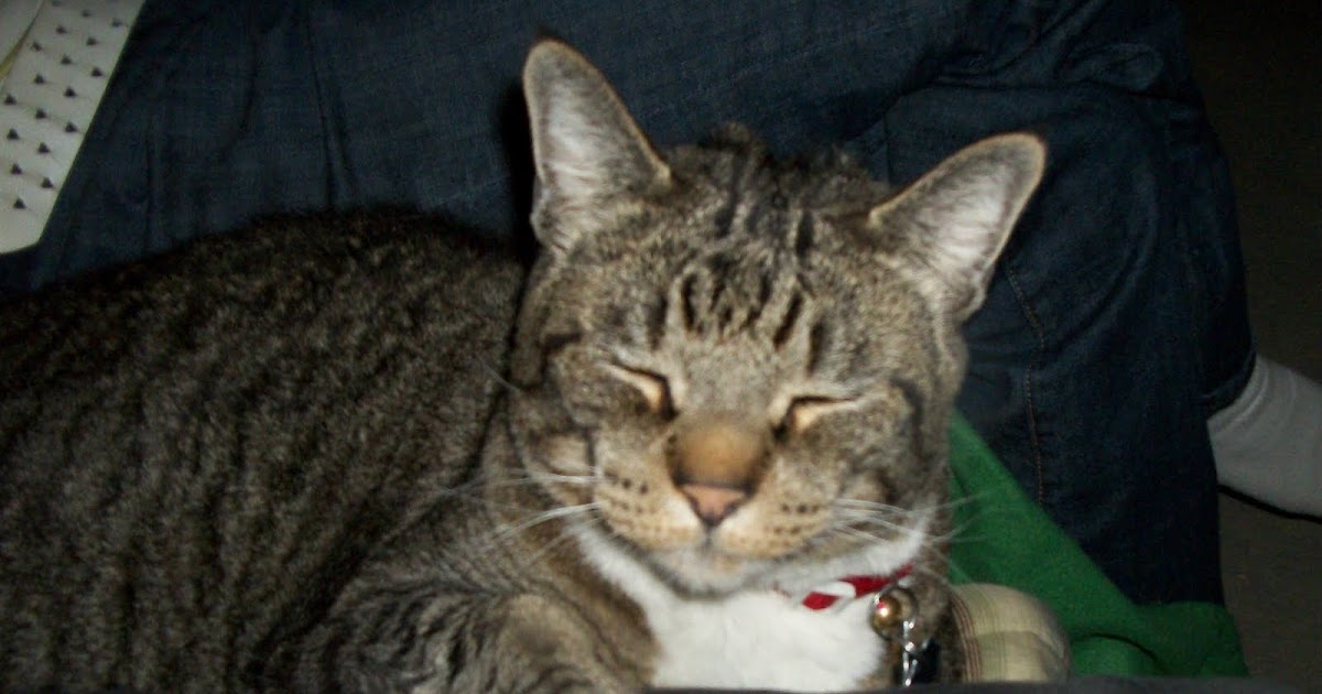 Cat Stopped Eating Dry Food But Eats Treats Cat Stopped Eating Dry Food But Eats Treats