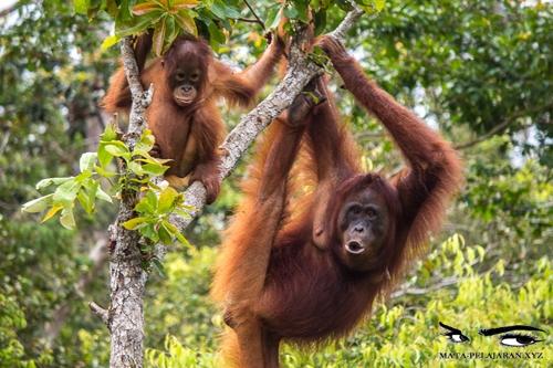 Upaya Pelestarian Hewan  Fauna di Indonesia Anak Sekolah