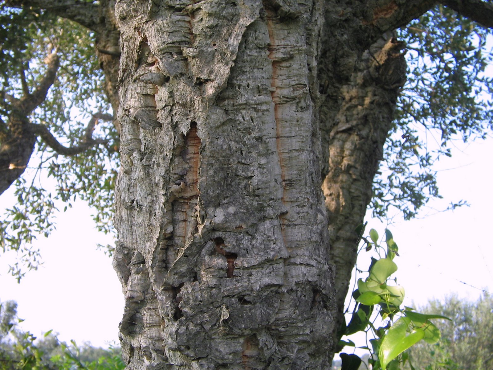 Quercus Suber - Pianta Di Quercia Da Sughero, Altezza 30 Cm - Foto 2