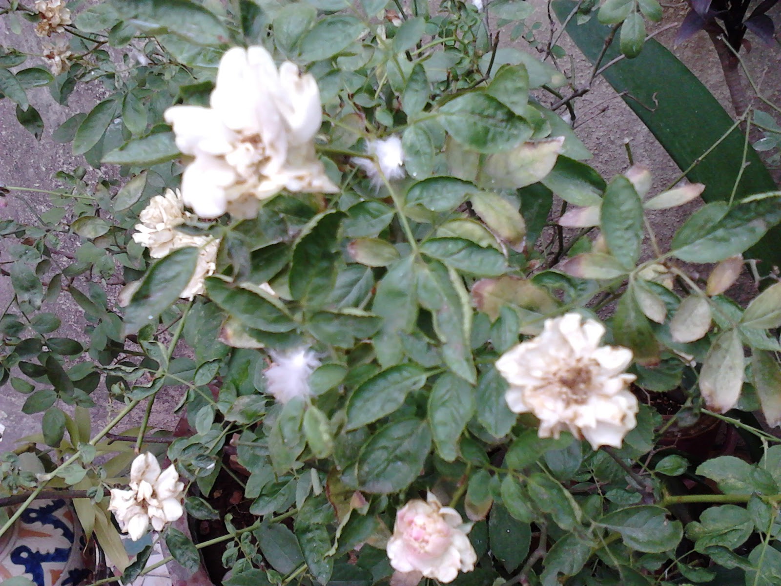 Garden Care Simplified Why my Rose Flowers are Burnt and Small Size