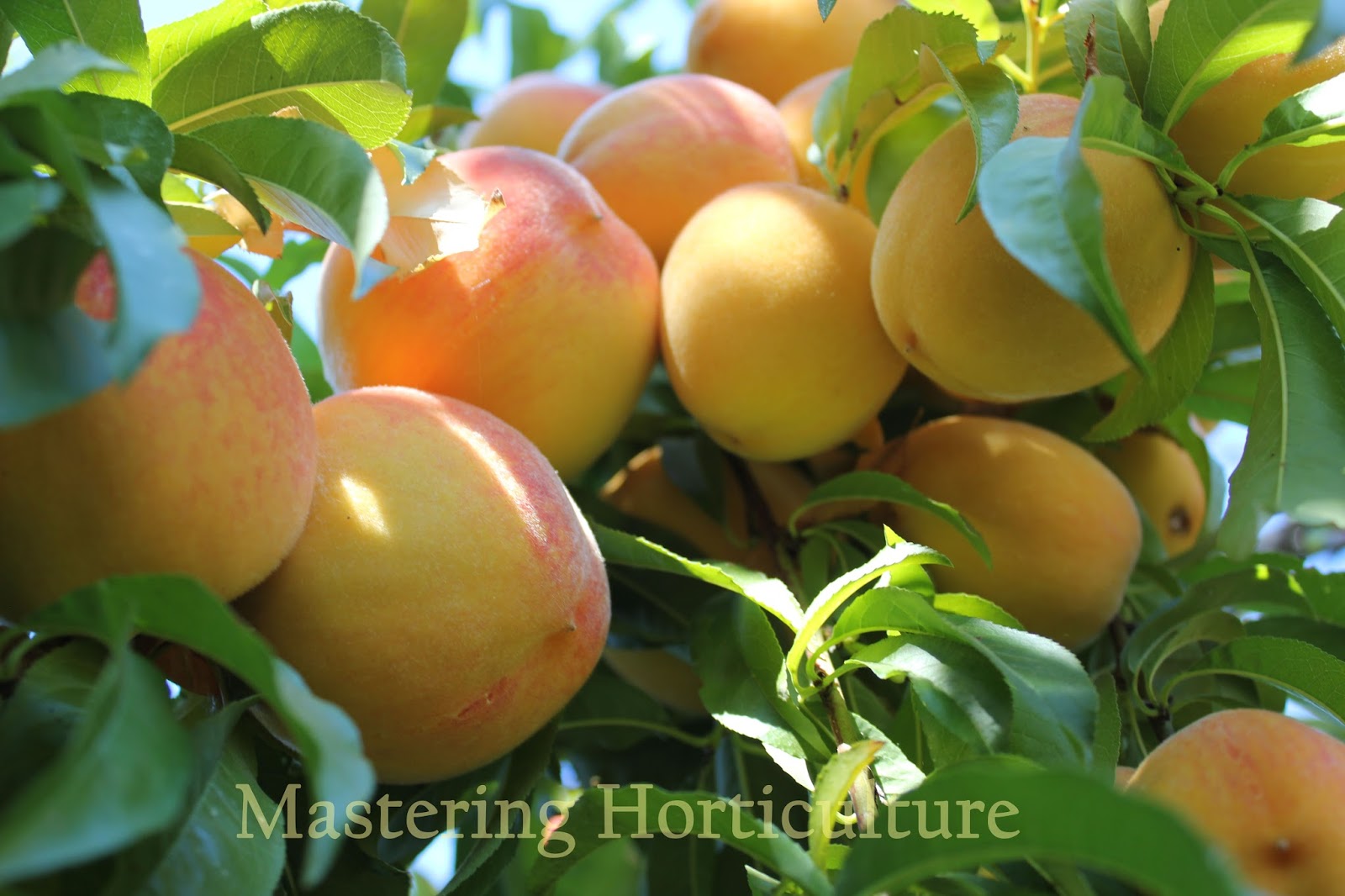 Mastering Horticulture Looking Back Heavy Lessons on Thinning Young