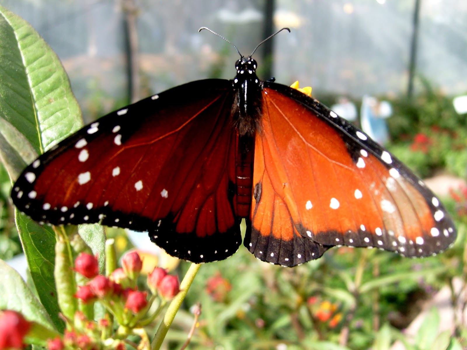 monark butterfly monark butterfly