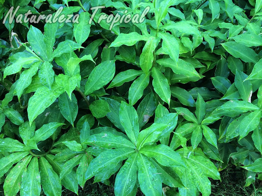 Vista de la planta ornamental y medicinal, Costus pictus (caña mexicana)