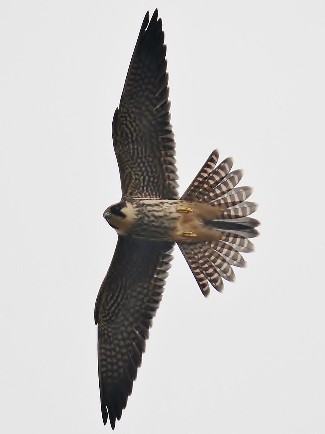 mick's Norfolk roost Birds of Prey this week in the Dunes