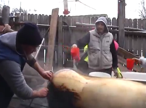 Πως γδέρνουν τα γουρούνια στην Ρουμανία: Εντυπωσιακό βίντεο 