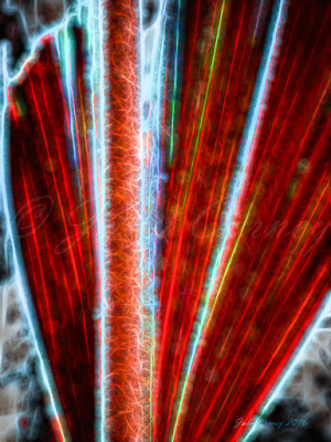 Abstract digital art - Red Palm Leaf