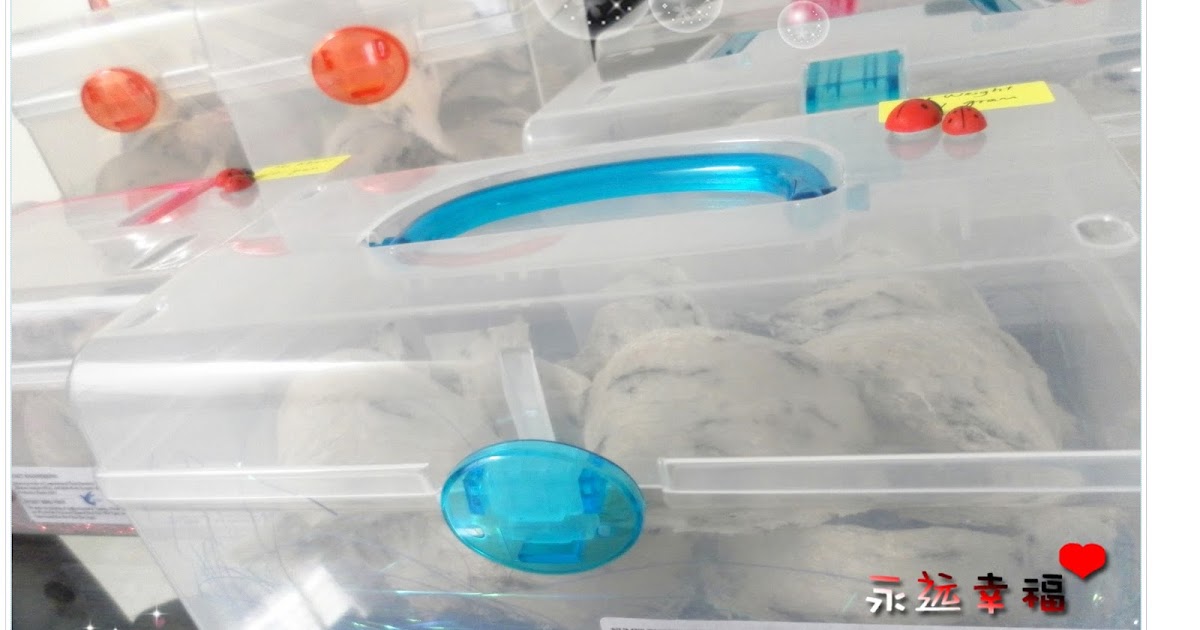 NUMIT Bird Nest 浓密燕窝 BIRD's NEST ORIGINATED FROM TAIPING, MALAYSIA